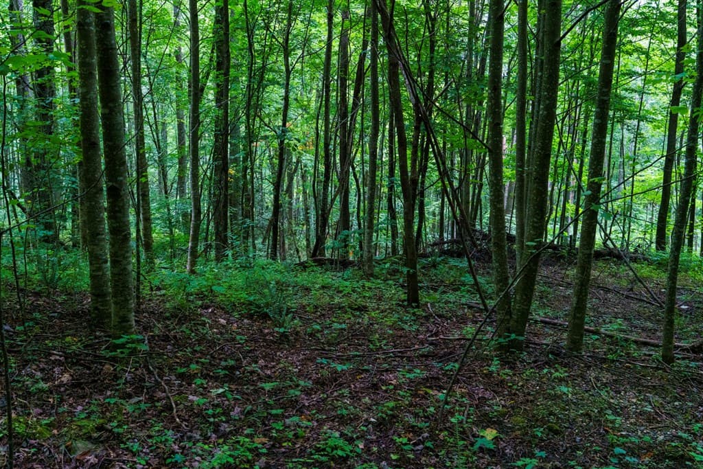 Lot M2 Georgianna Lane, Bryson City NC 28713 - Photo