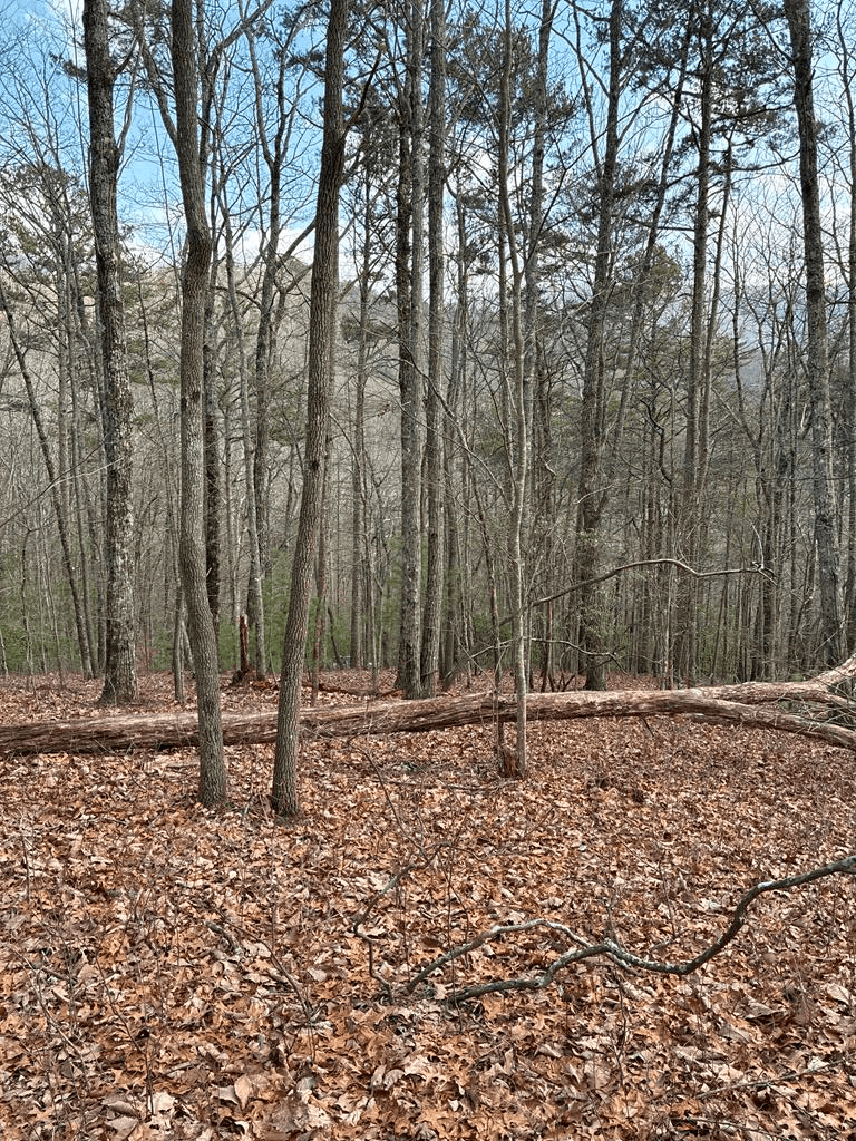 Lt 29A/B Paradise Lane, Ellijay GA 30540 - Photo