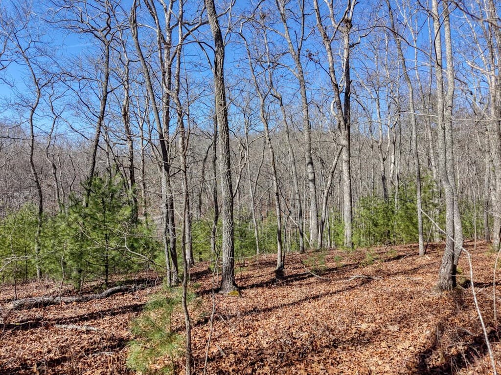 Lot 40 Lola Mae Way, Morganton GA 30560 - Photo