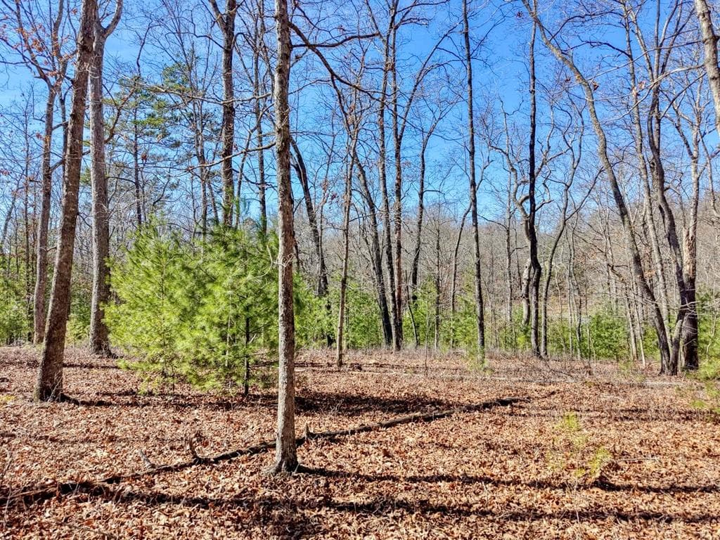 Lot 40 Lola Mae Way, Morganton GA 30560 - Primary photo
