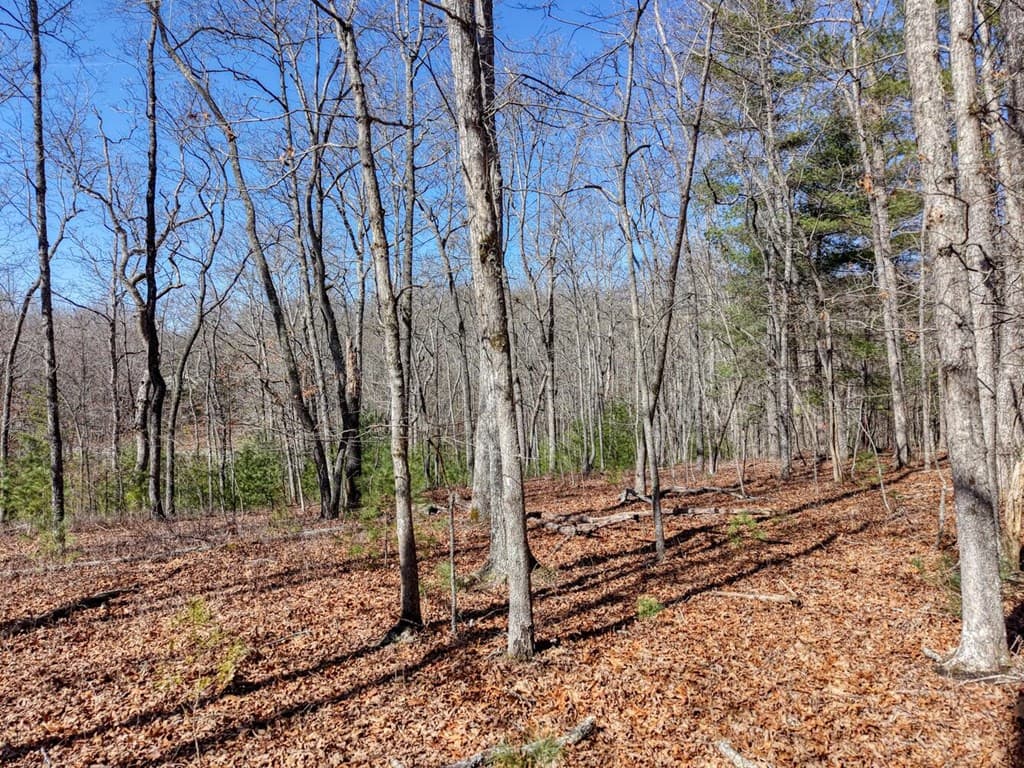 Lot 40 Lola Mae Way, Morganton GA 30560 - Photo