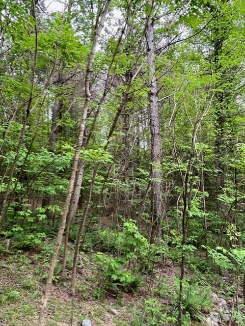 Lot 28 Eastside Drive, Ellijay GA 30536 - Photo