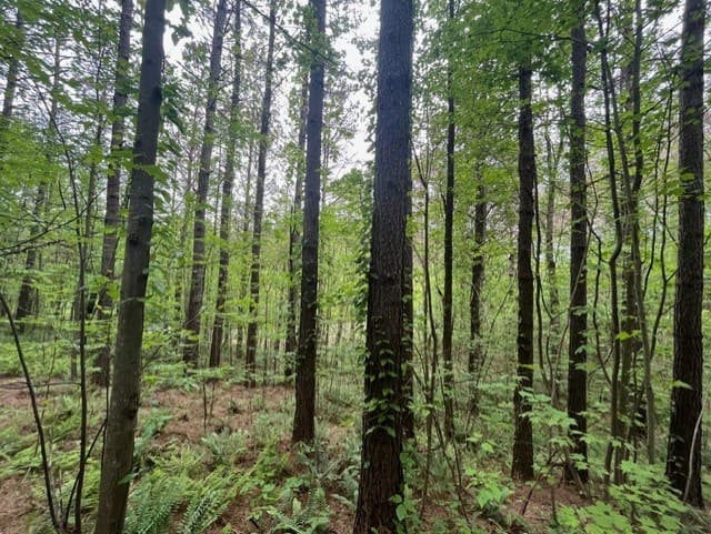 Lot 60 Cartecay View Lane, Ellijay GA 30536 - Photo