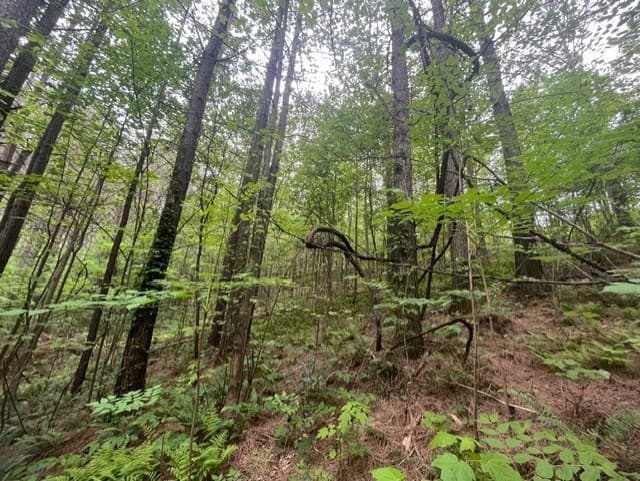 Lot 60 Cartecay View Lane, Ellijay GA 30536 - Photo