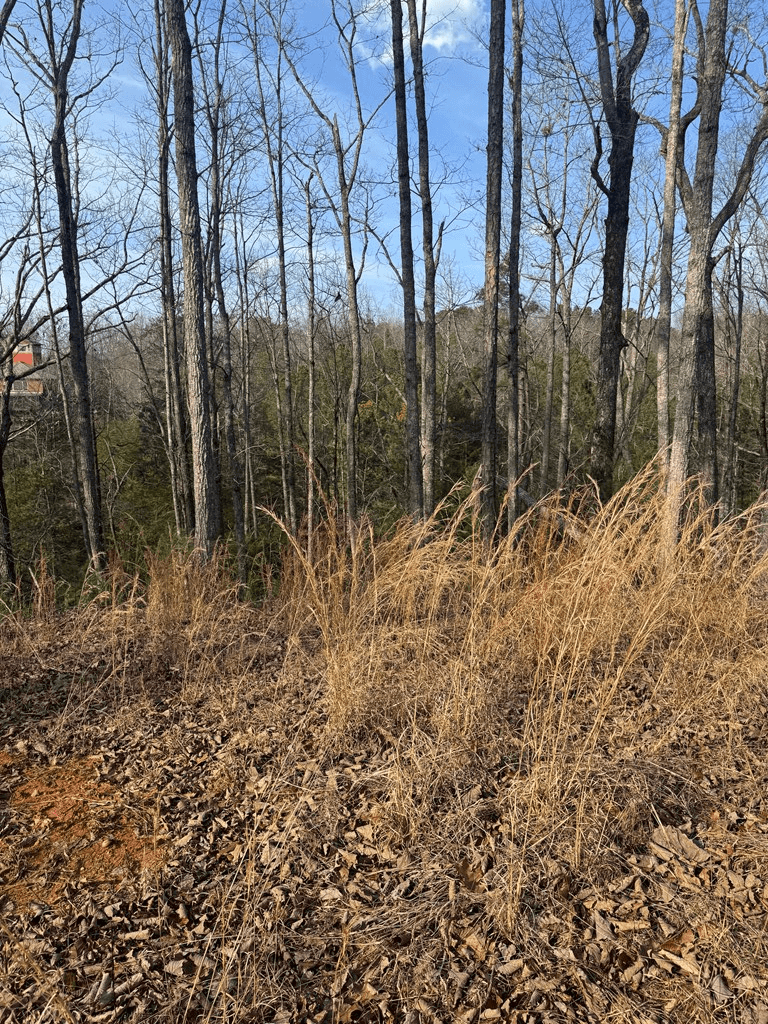 208 Lake Forest Drive, Ellijay GA 30540 - Photo