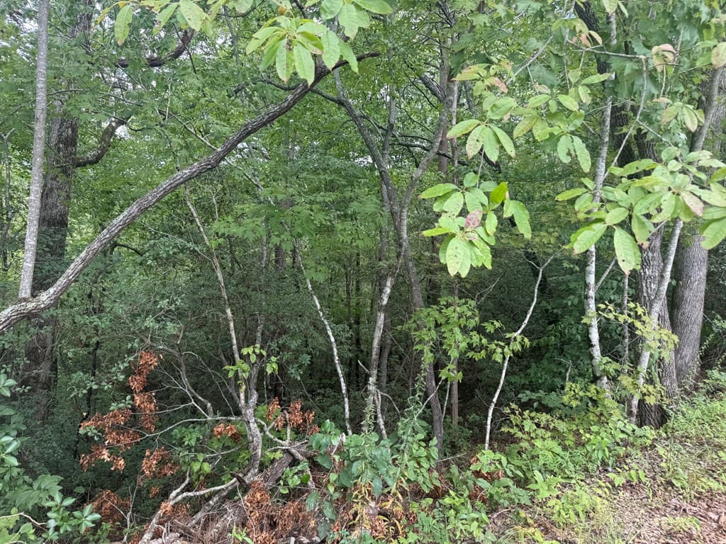 0000 Bethabara View, Hayesville NC 28904 - Photo