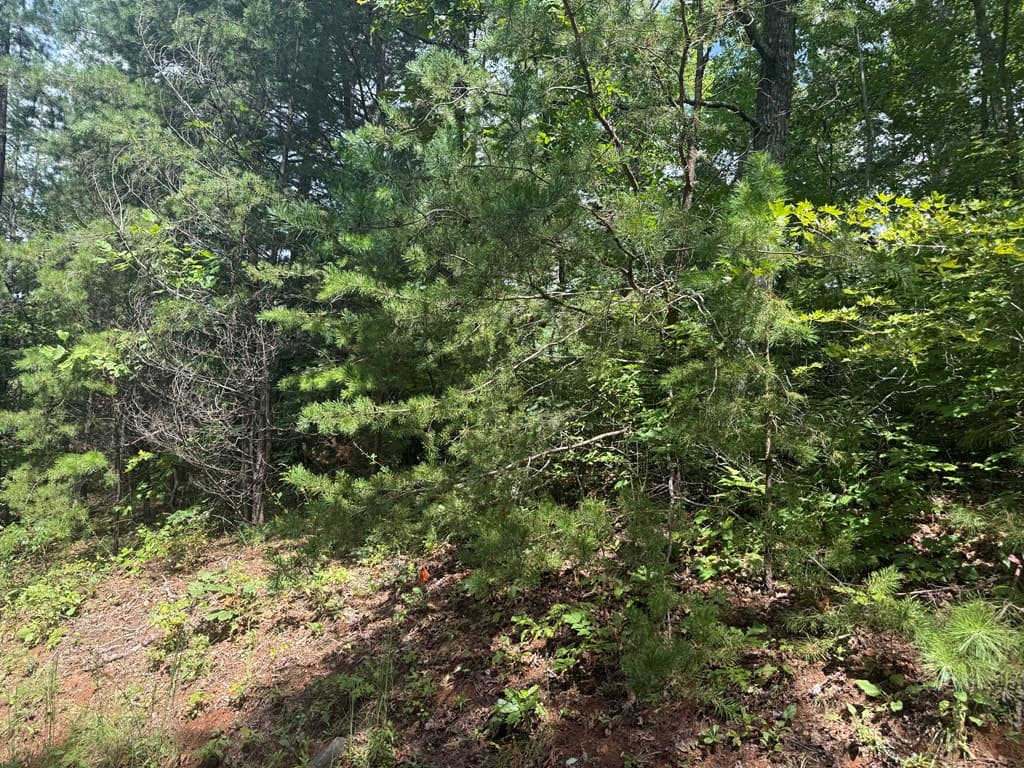 0000 Bethabara View, Hayesville NC 28904 - Photo