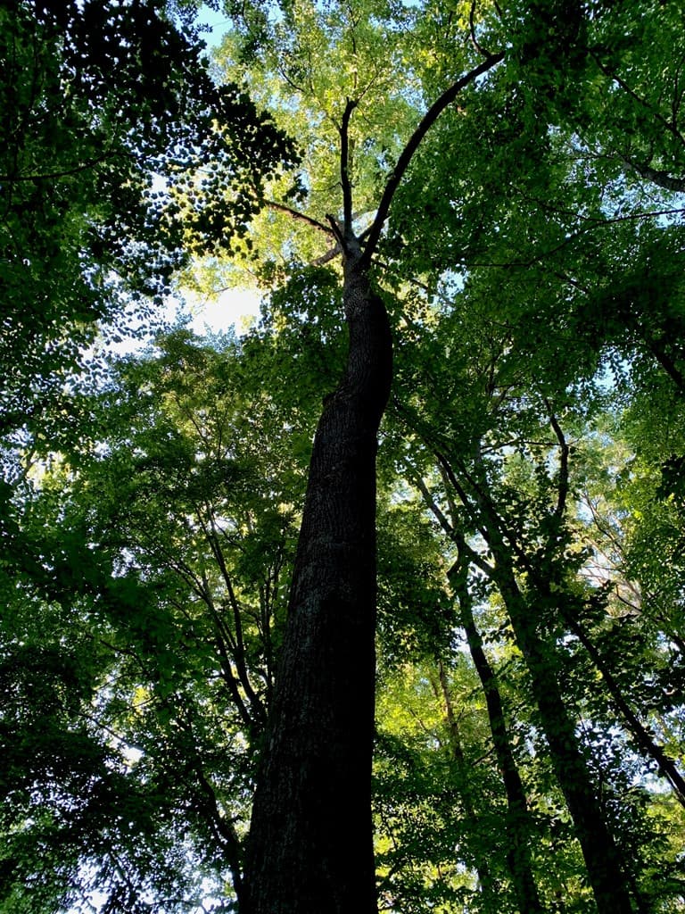 Lot 7 Highpoint Ridge Road, Ellijay GA 30536 - Photo