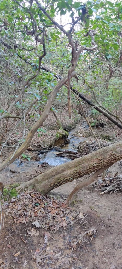 Lot 10 Olivia Lane, Ball Ground GA 30107 - Photo