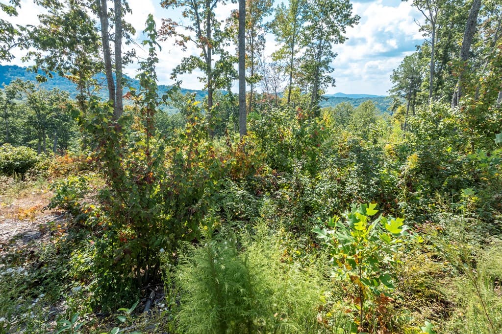 0 Highgrove Drive, Talking Rock GA 30175 - Photo
