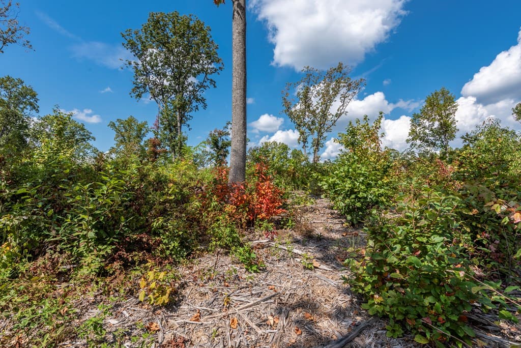 0 Highgrove Drive, Talking Rock GA 30175 - Photo
