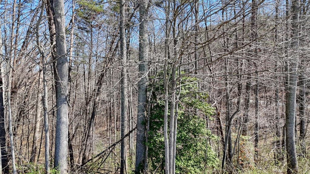 Lot 10 Firefly Ridge Road, Blairsville GA 30512 - Photo