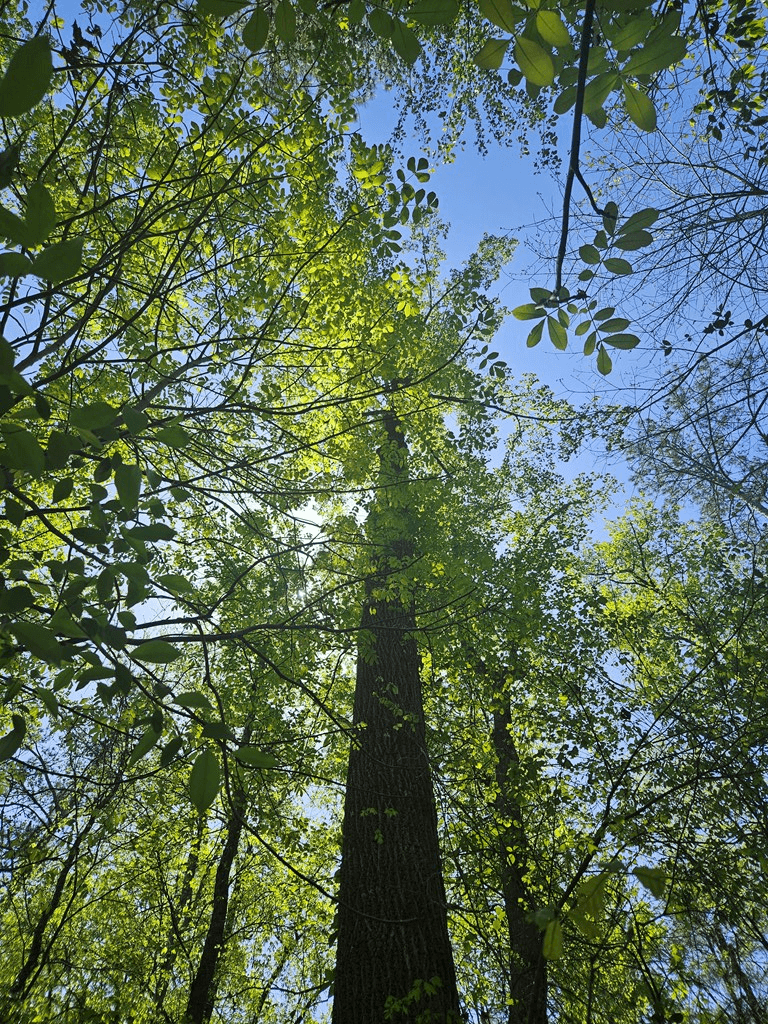 0 Maple Grove Church Road, Chatsworth GA 30705 - Photo