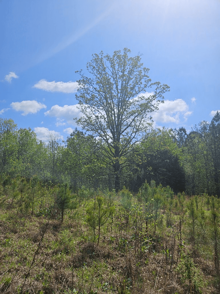 0 Maple Grove Church Road, Chatsworth GA 30705 - Photo