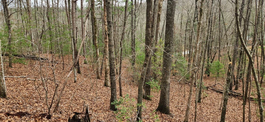 Lot 13 Mangums Pride, Blue Ridge GA 30513 - Photo