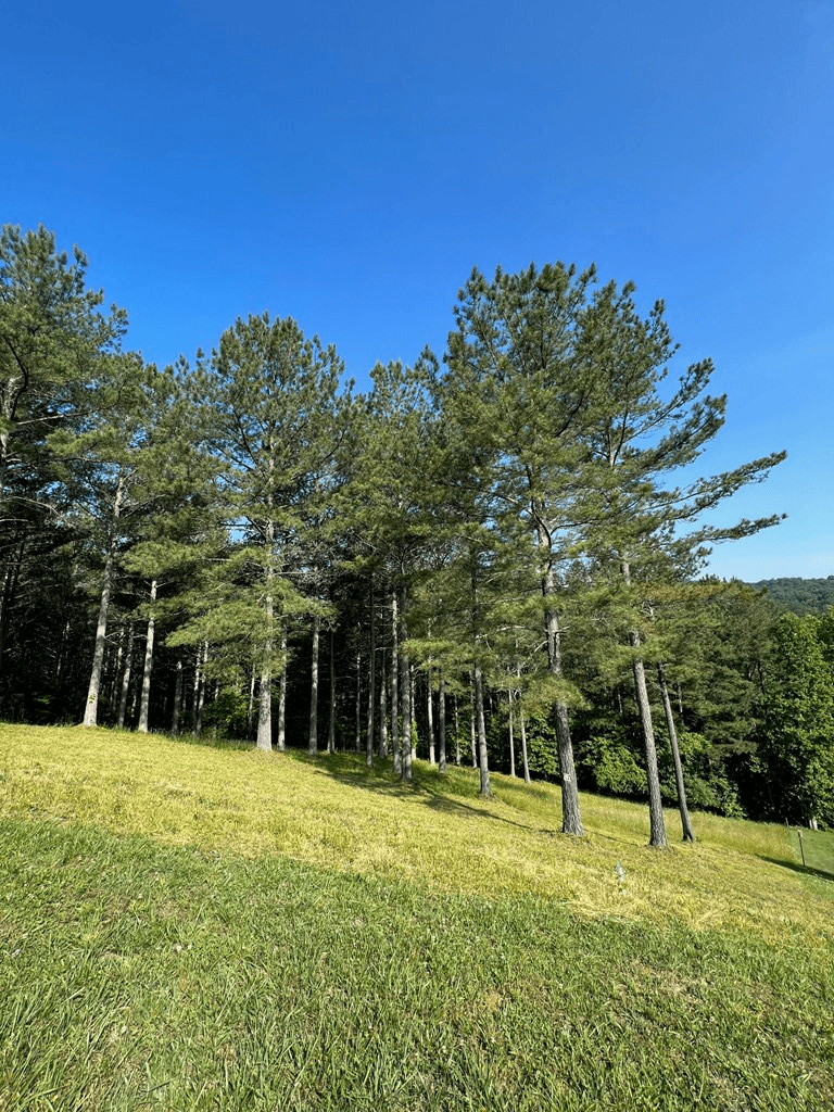 Lot 54 Pinehurst Road, Blairsville GA 30512 - Photo