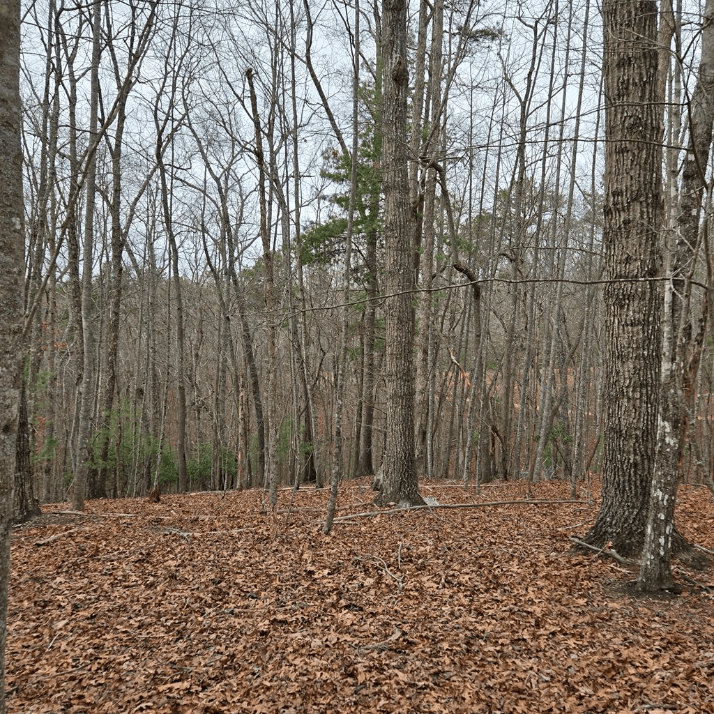 8.5 Blue Berry Ridge, Morganton GA 30560 - Photo