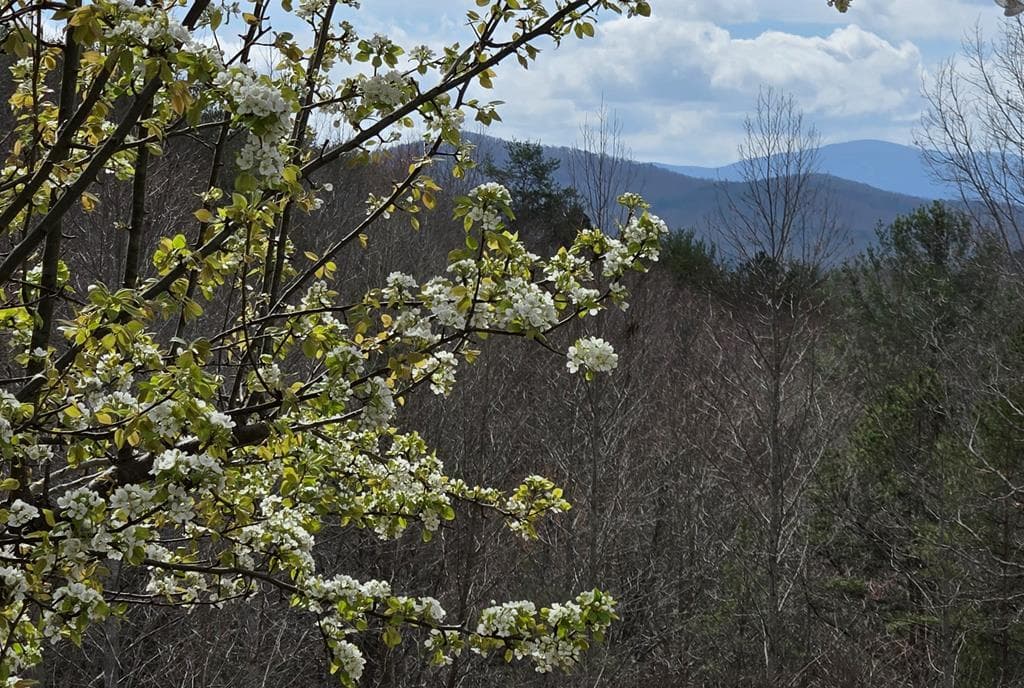 8.5 Blue Berry Ridge, Morganton GA 30560 - Photo