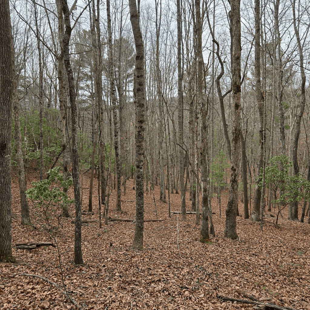 8.5 Blue Berry Ridge, Morganton GA 30560 - Photo