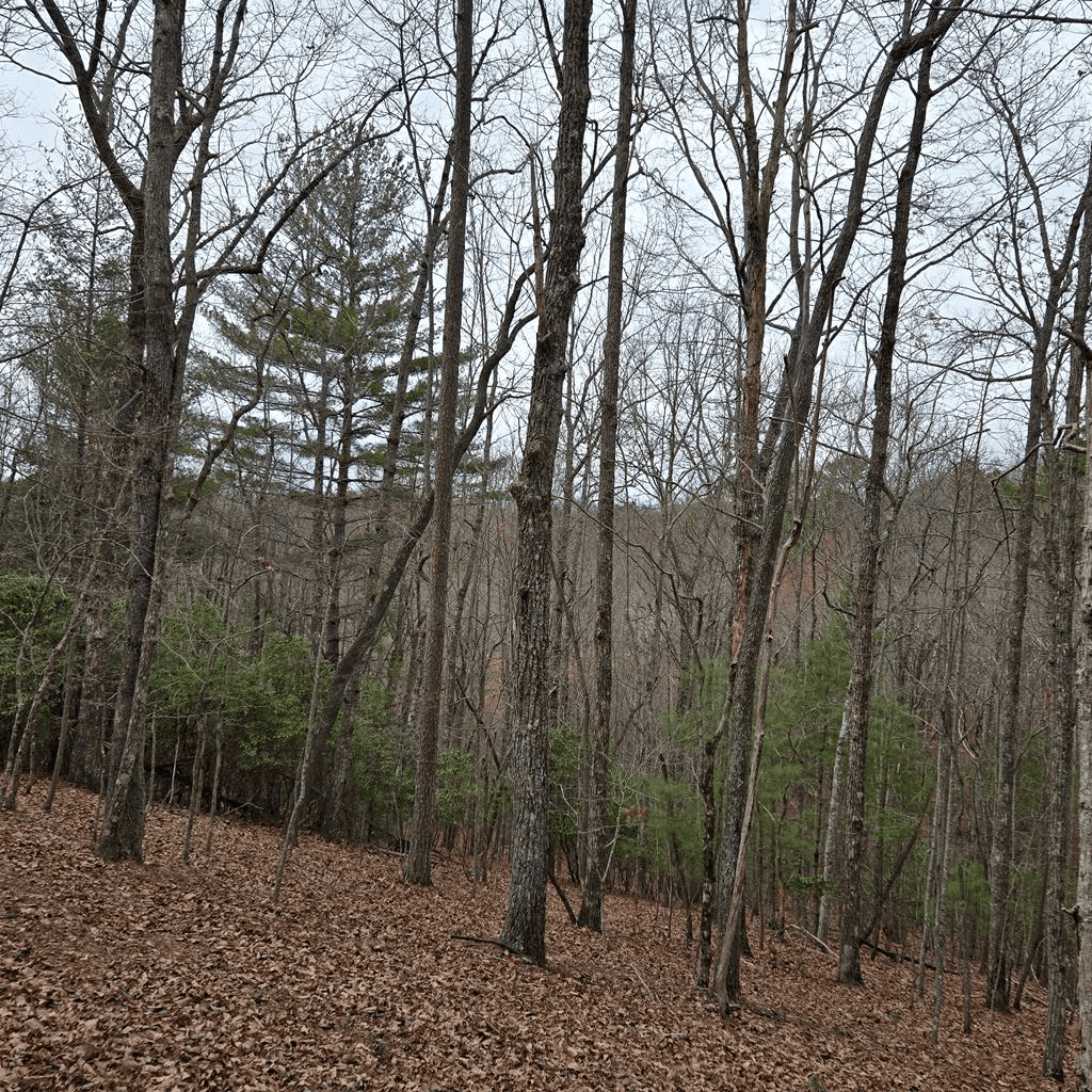 8.5 Blue Berry Ridge, Morganton GA 30560 - Photo
