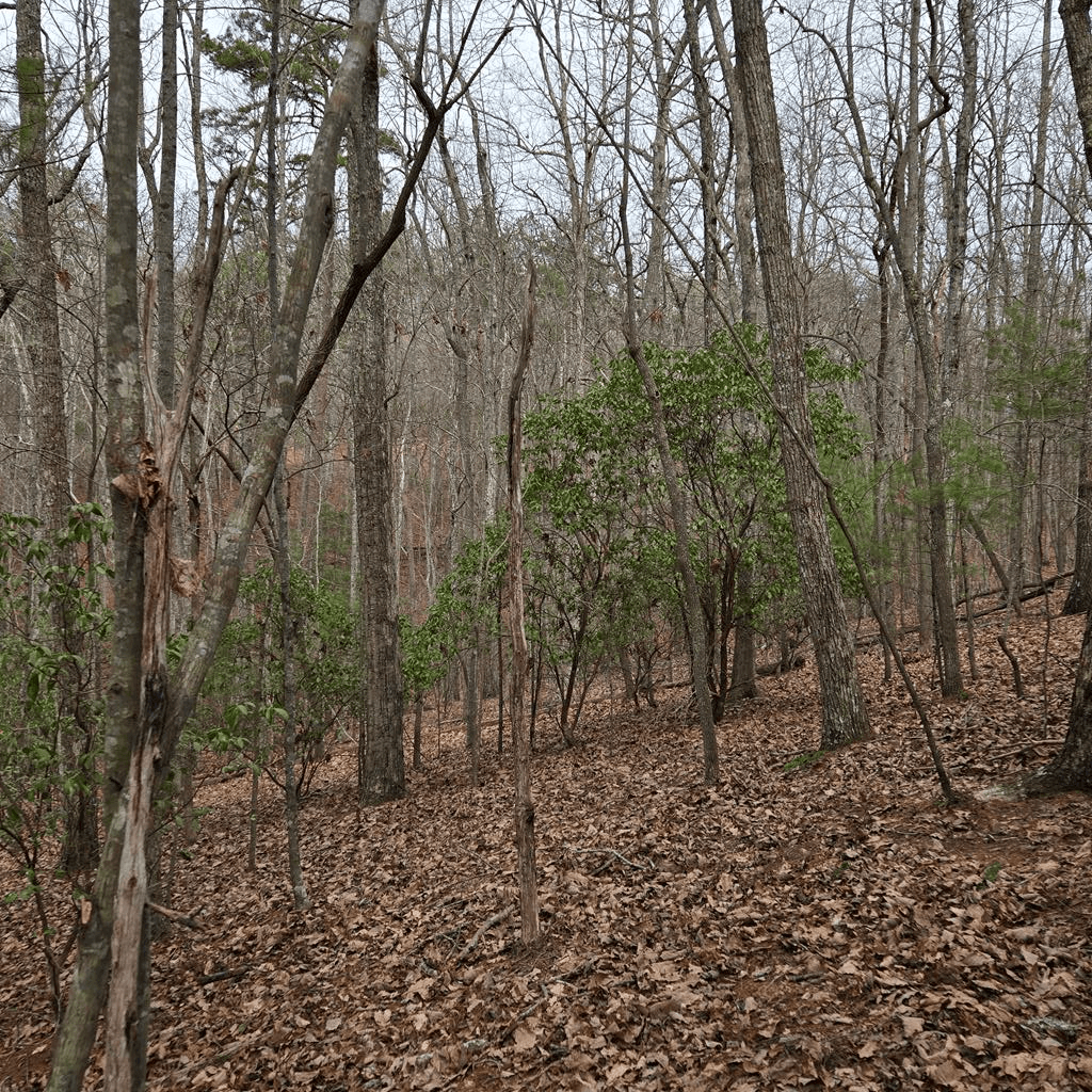 8.5 Blue Berry Ridge, Morganton GA 30560 - Photo