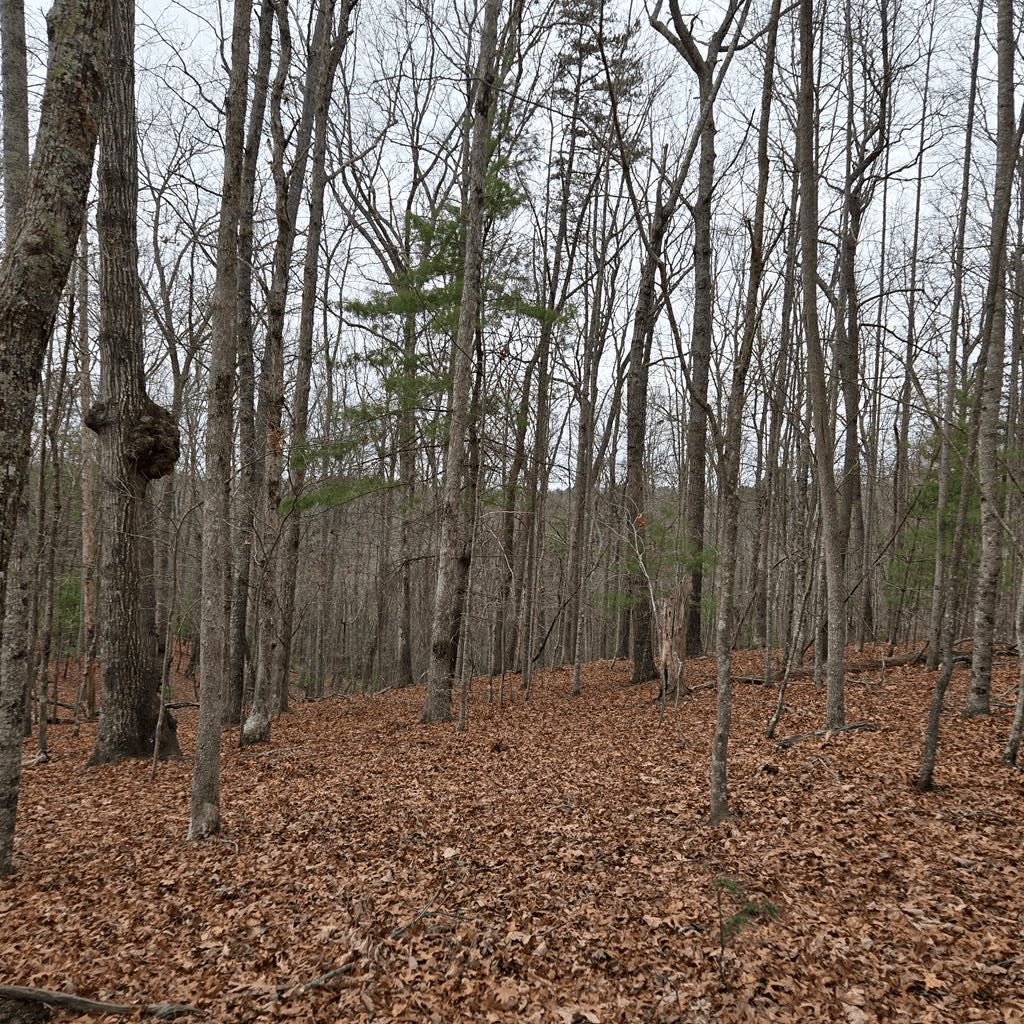 8.5 Blue Berry Ridge, Morganton GA 30560 - Photo