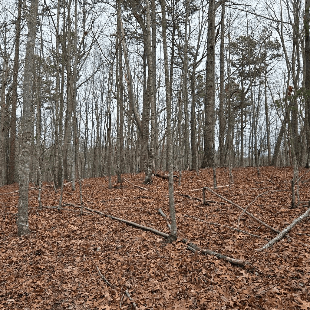 8.5 Blue Berry Ridge, Morganton GA 30560 - Photo