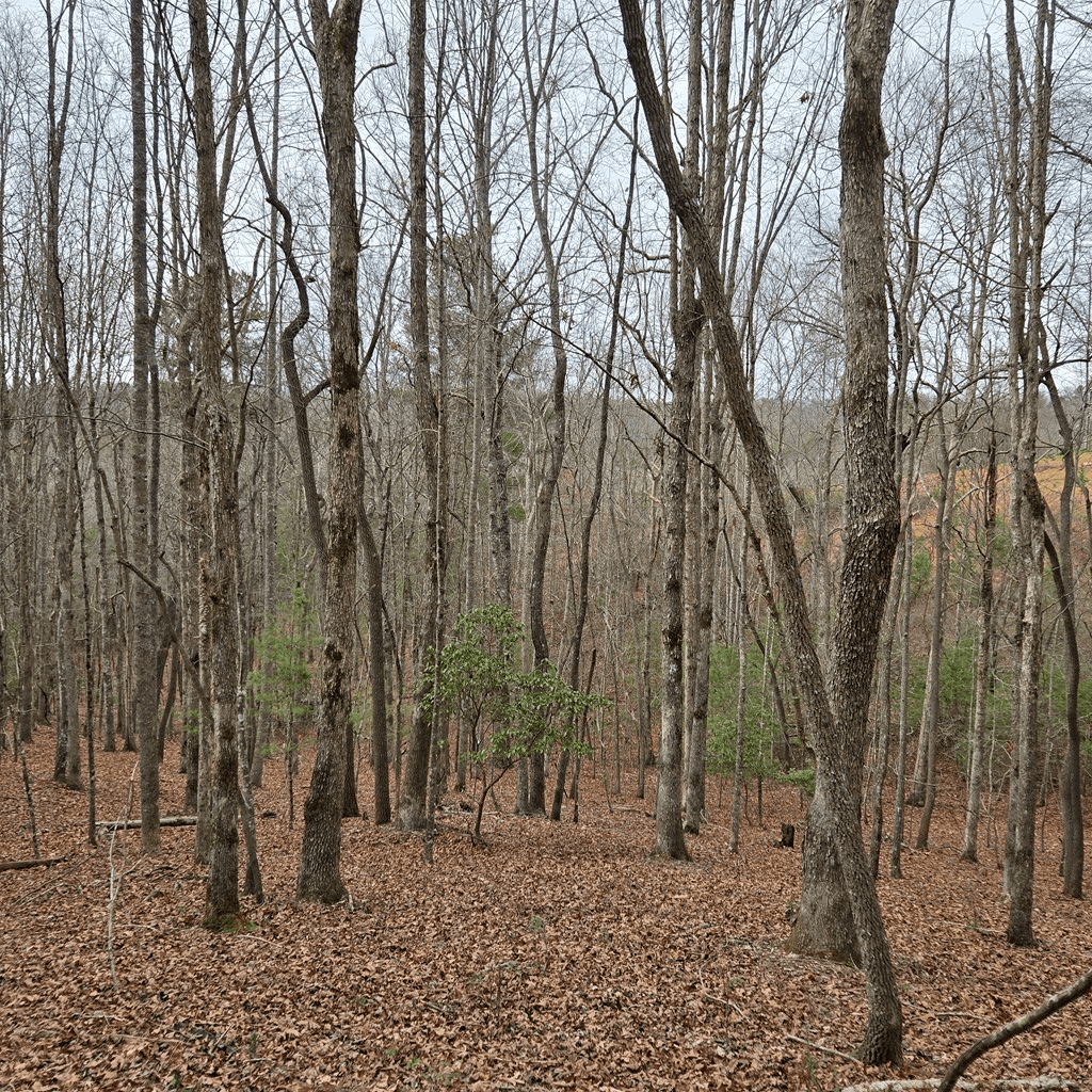 8.5 Blue Berry Ridge, Morganton GA 30560 - Photo