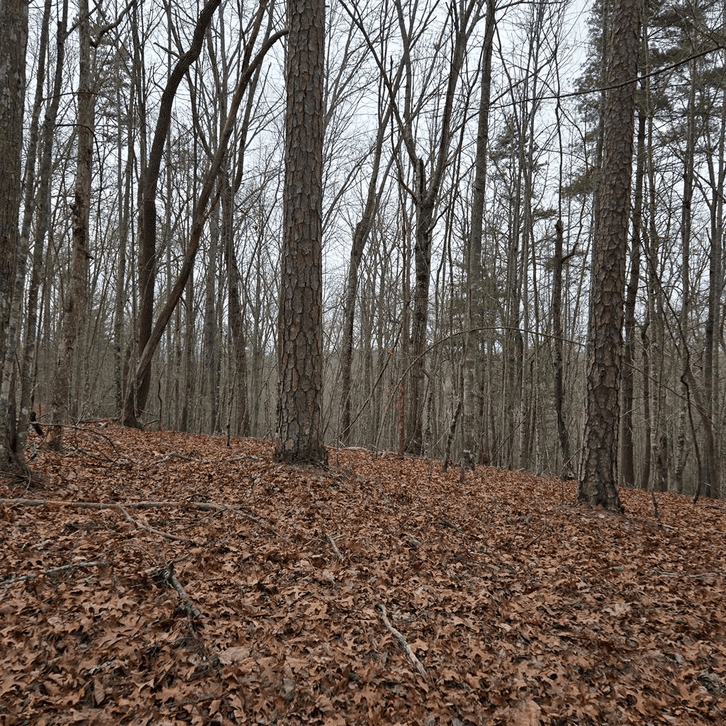 8.5 Blue Berry Ridge, Morganton GA 30560 - Photo