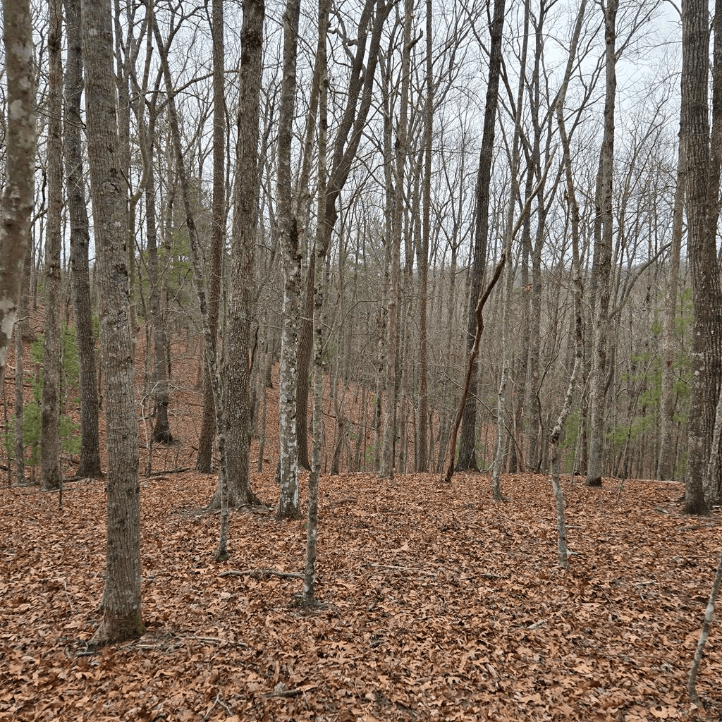 8.5 Blue Berry Ridge, Morganton GA 30560 - Photo