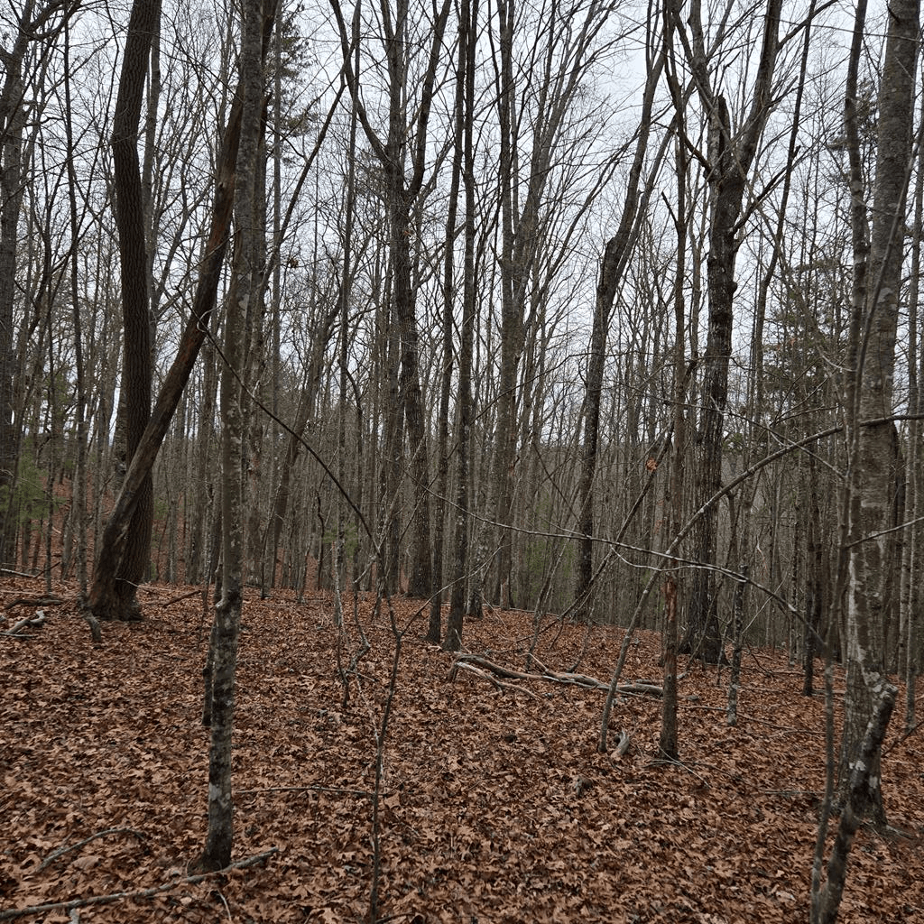 8.5 Blue Berry Ridge, Morganton GA 30560 - Photo