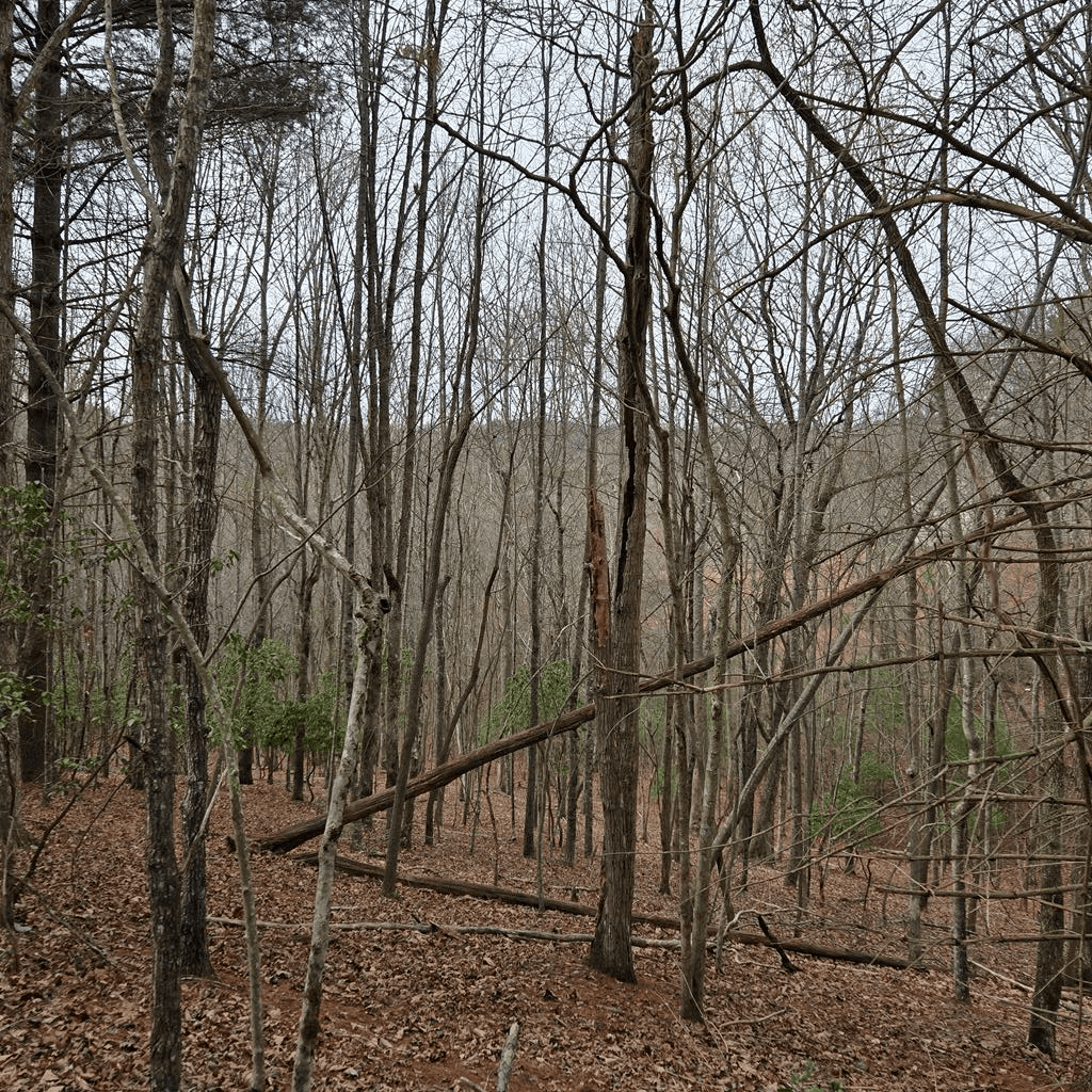 8.5 Blue Berry Ridge, Morganton GA 30560 - Photo