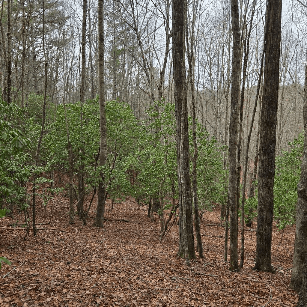 8.5 Blue Berry Ridge, Morganton GA 30560 - Photo