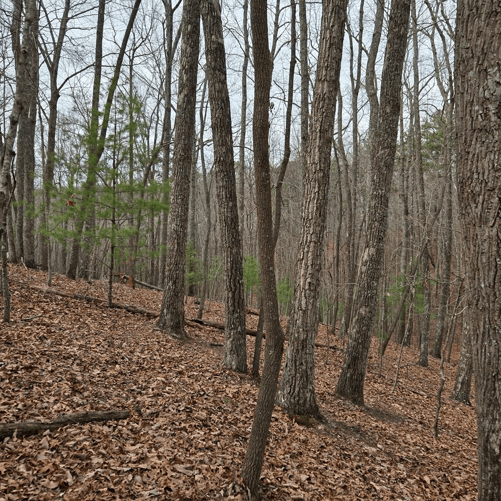 8.5 Blue Berry Ridge, Morganton GA 30560 - Photo