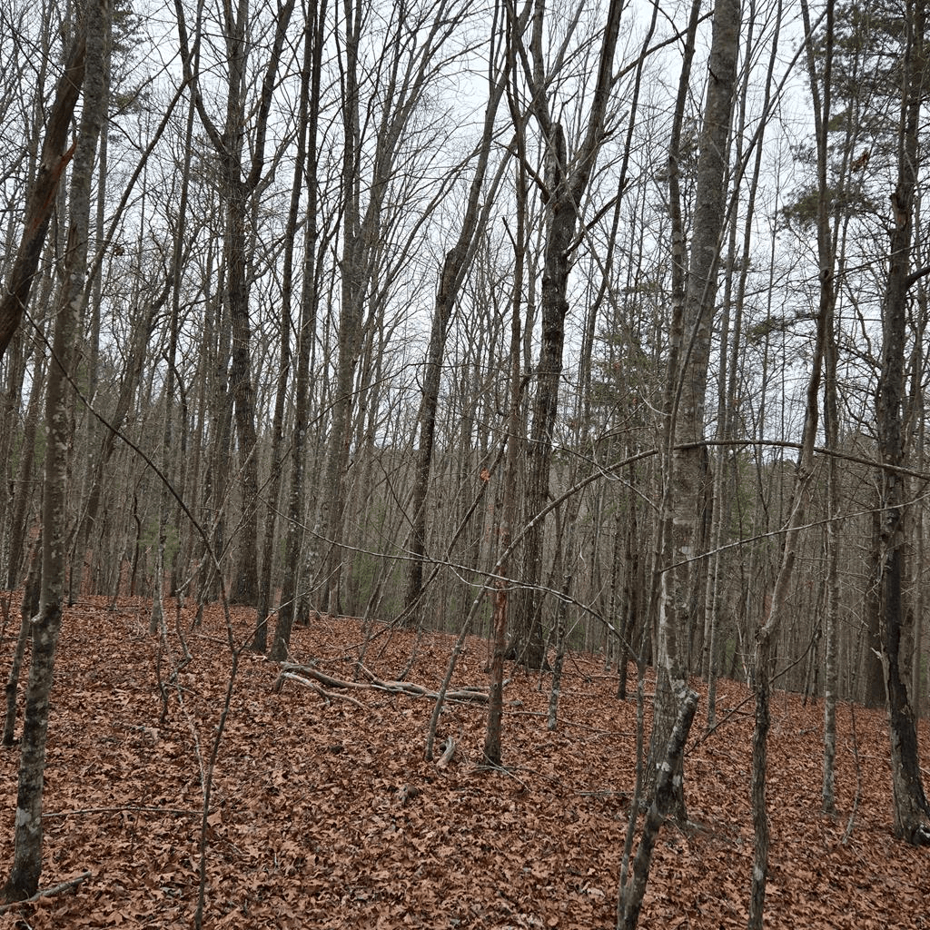 8.5 Blue Berry Ridge, Morganton GA 30560 - Photo