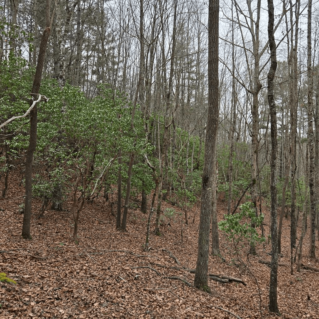 8.5 Blue Berry Ridge, Morganton GA 30560 - Photo
