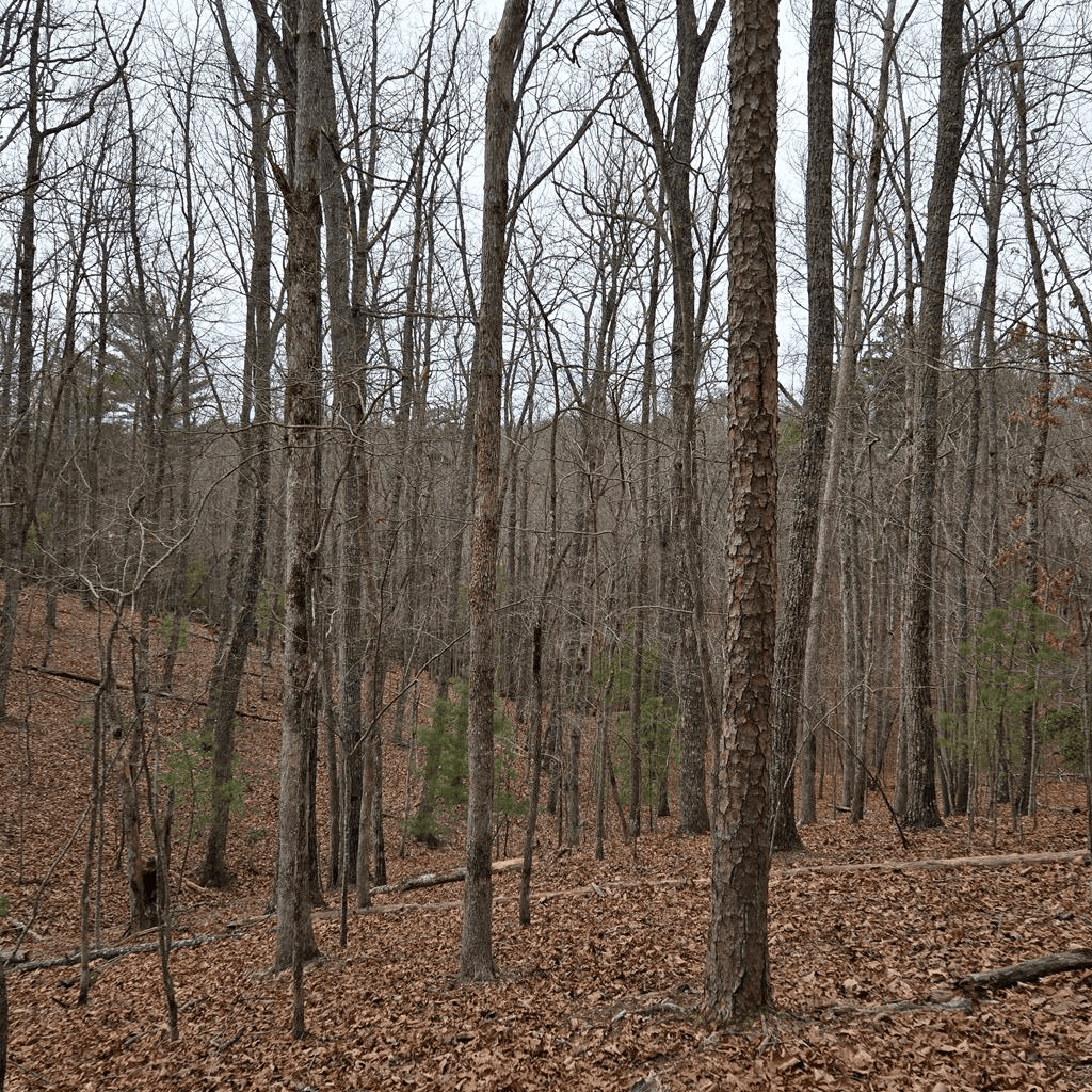 8.5 Blue Berry Ridge, Morganton GA 30560 - Photo