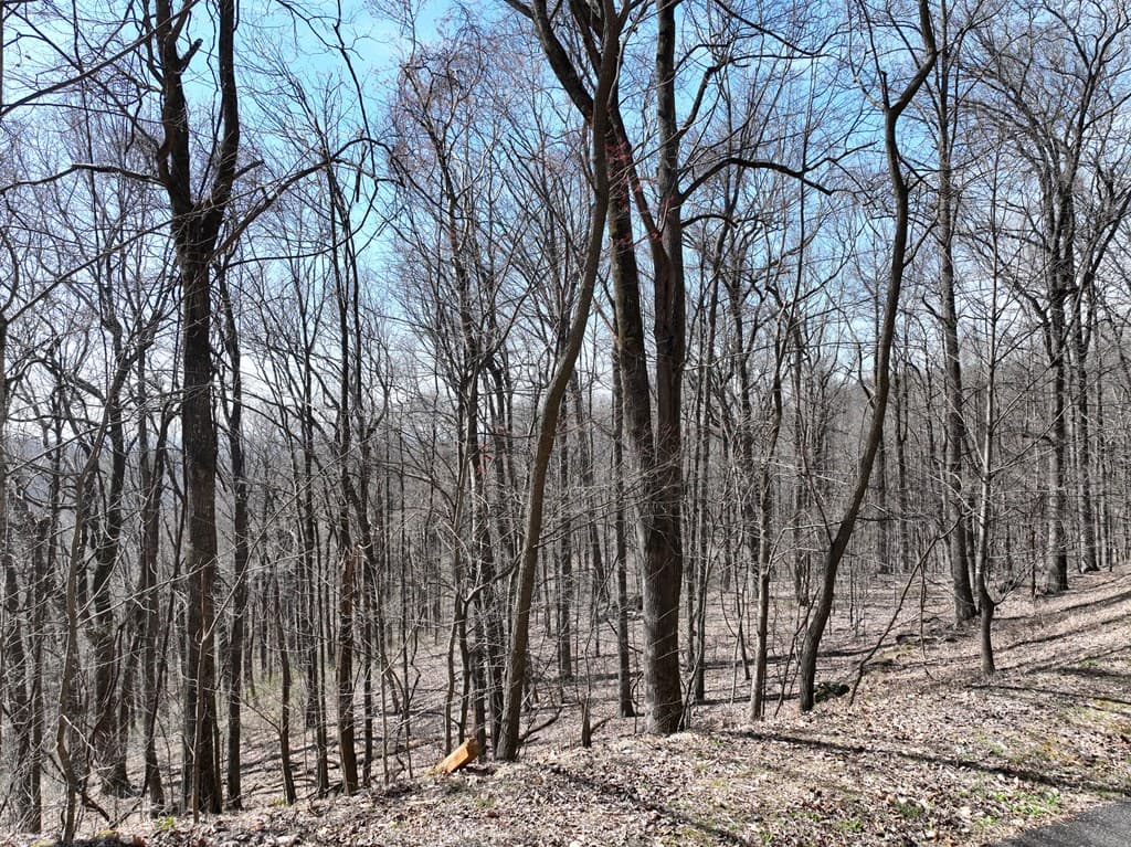 243 Dragon Trail, Ellijay GA 30536 - Photo