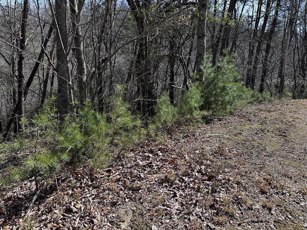 200 Stone Cliff Drive, Ellijay GA 30536 - Photo