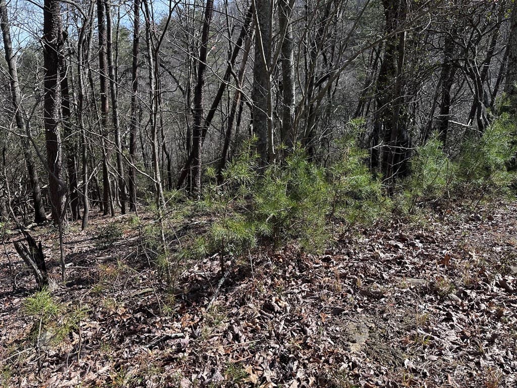 200 Stone Cliff Drive, Ellijay GA 30536 - Photo