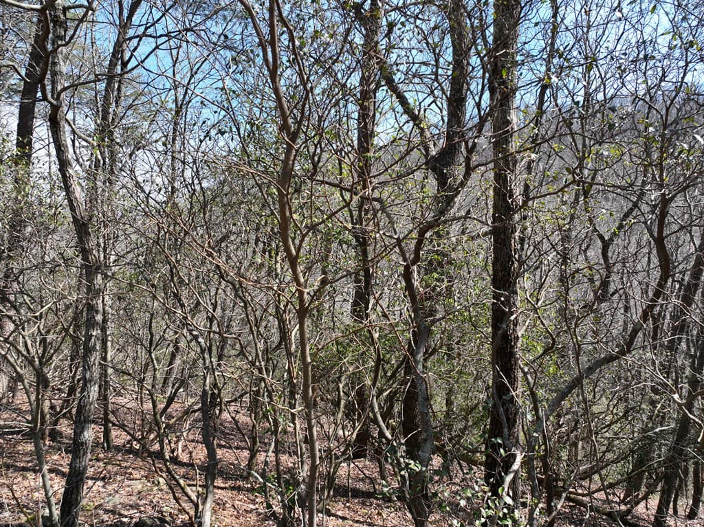 200 Stone Cliff Drive, Ellijay GA 30536 - Photo
