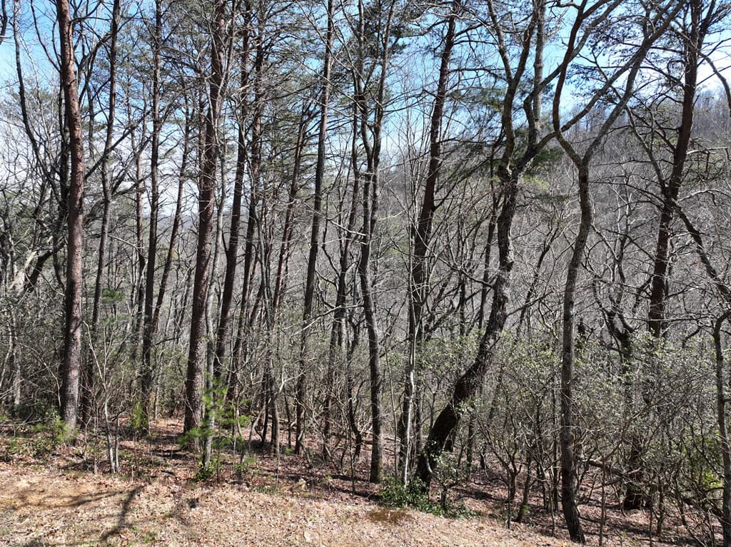 200 Stone Cliff Drive, Ellijay GA 30536 - Photo