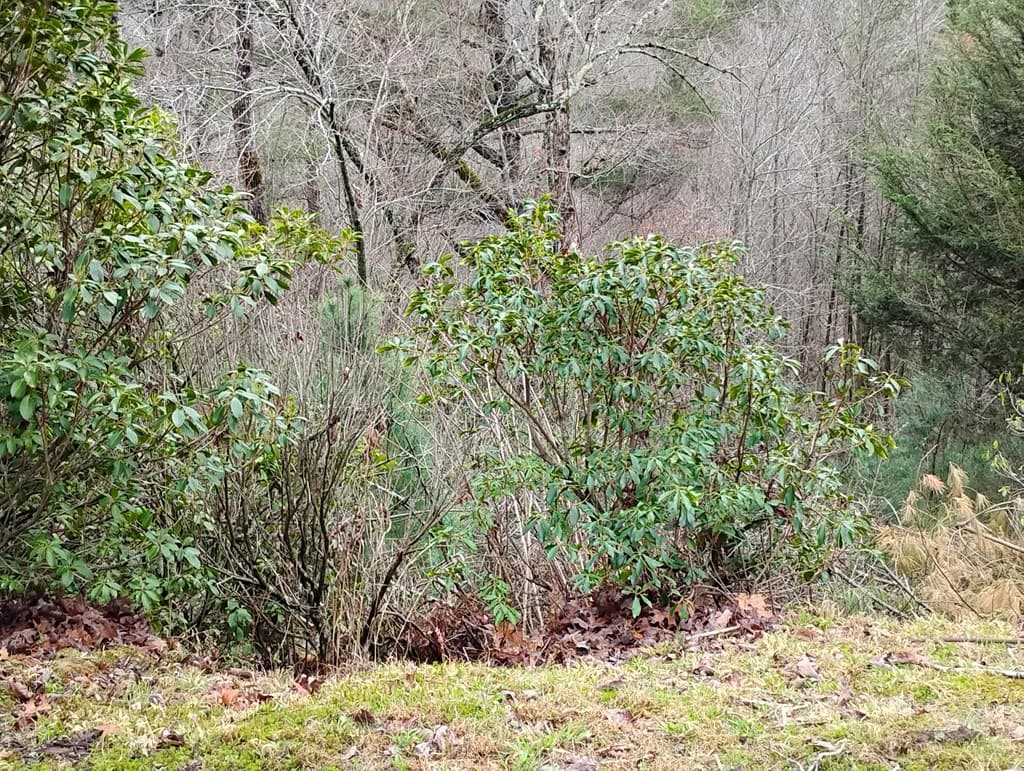 Lt 166 Shenendoa Dr., Ellijay GA 30540 - Photo