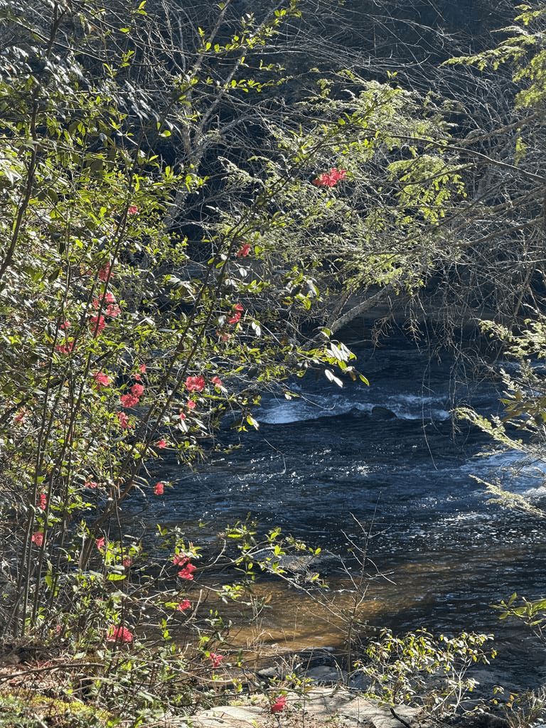 5 Acres Frogtown Place, Dahlonega GA 30533 - Primary photo