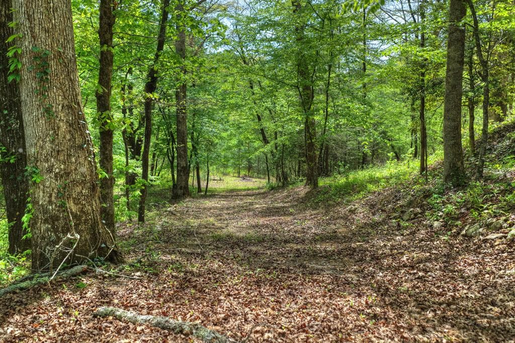 4081 Whitepath Road, Cherry Log GA 30522 - Photo