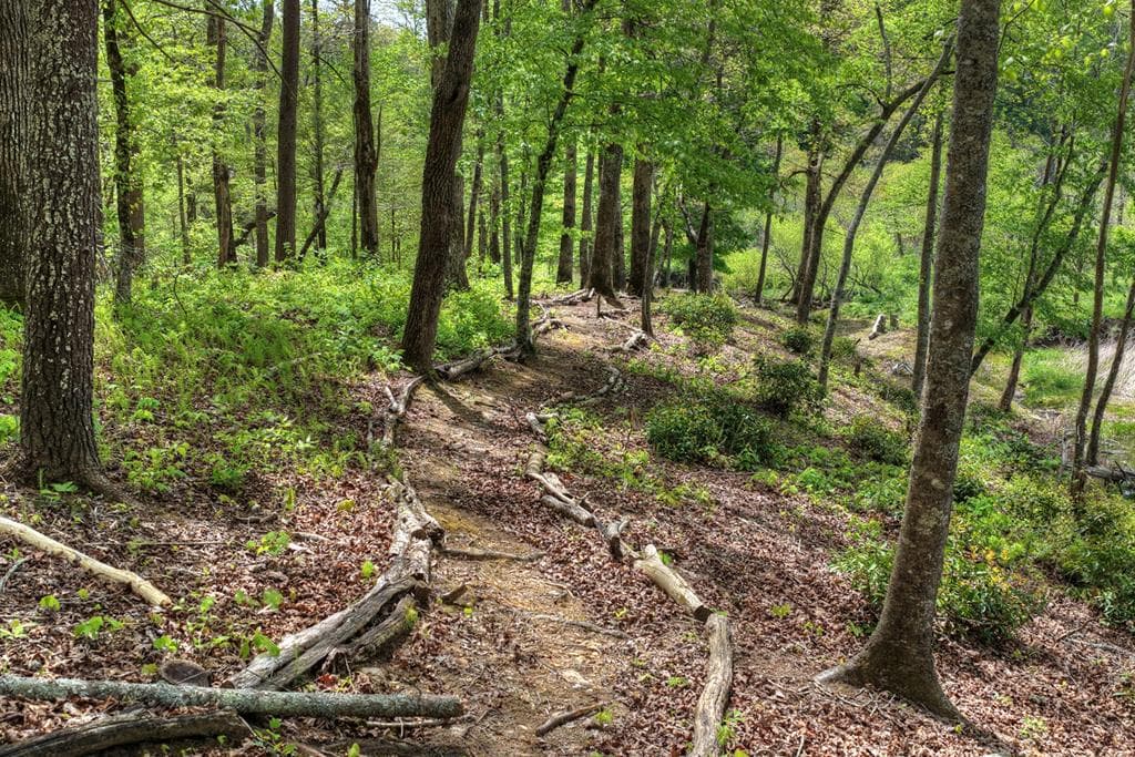 4081 Whitepath Road, Cherry Log GA 30522 - Photo