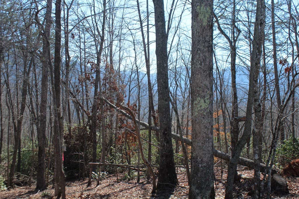 1017 Laurel Branch Road, Hayesville NC 28904 - Photo