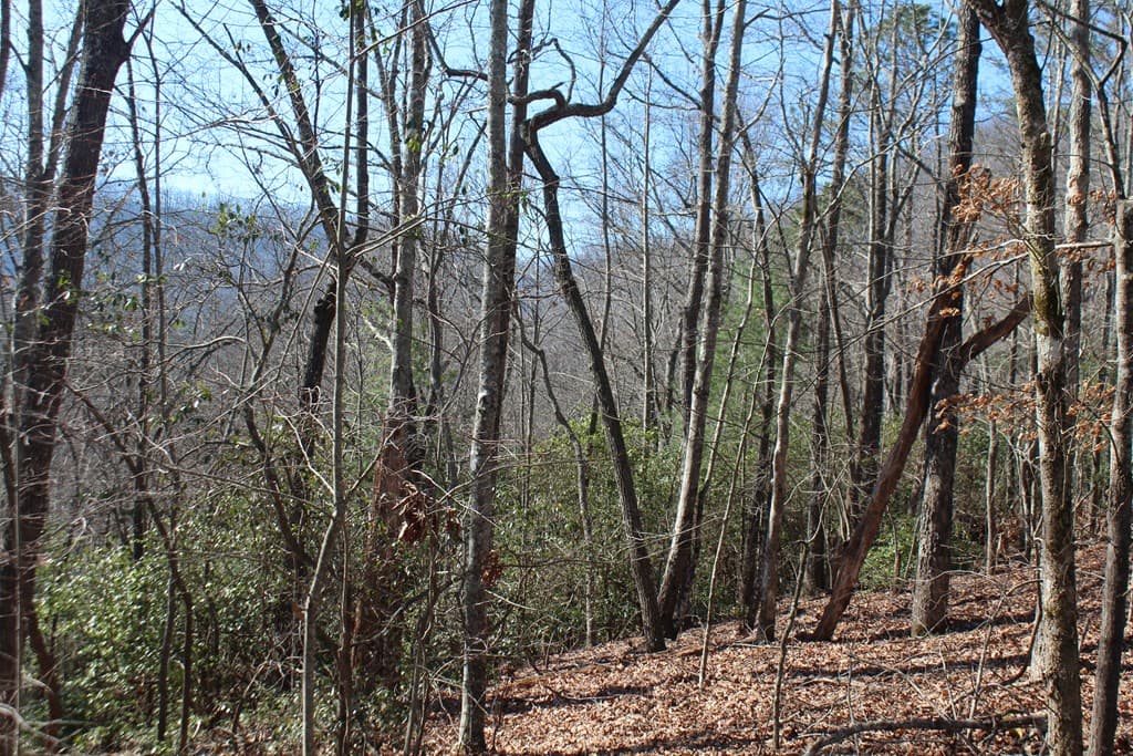 1017 Laurel Branch Road, Hayesville NC 28904 - Photo