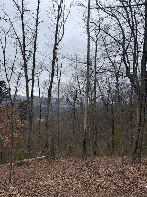00 Ethan Ridge, Hayesville NC 28909 - Photo