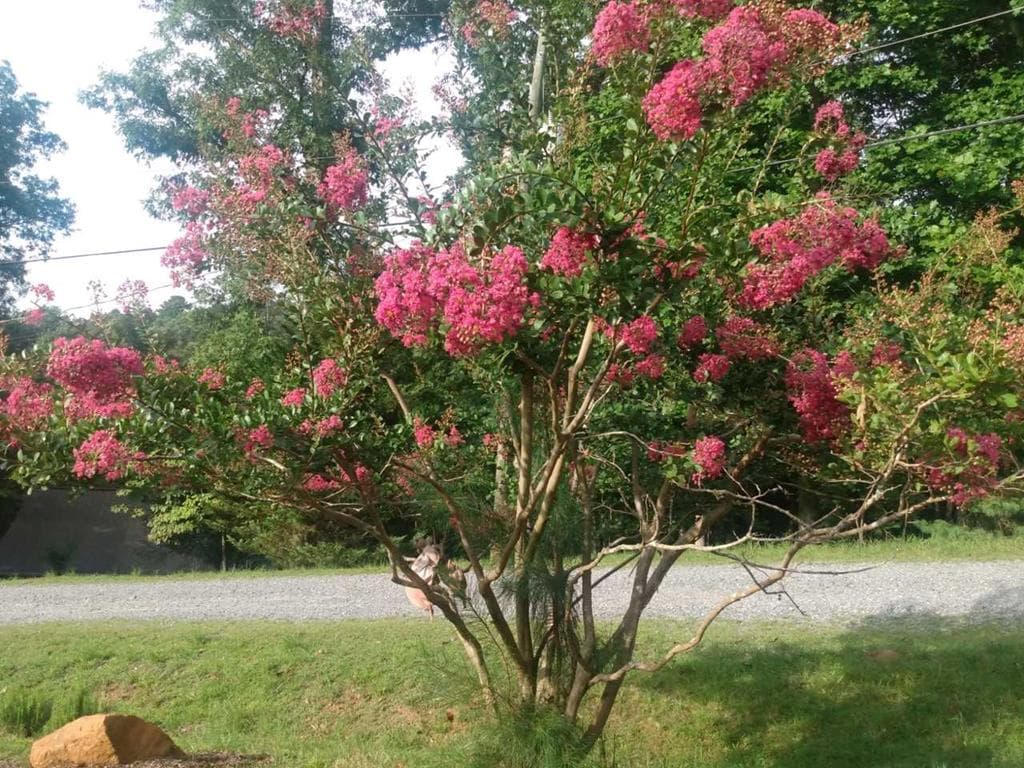 57 Cherry Court, Ellijay GA 30540 - Photo